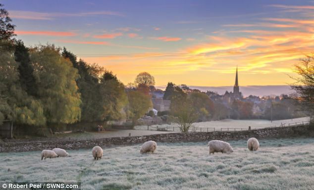 Frosty morning: Sheep graze outside the village of Tetbury in Gloucestershire this morning