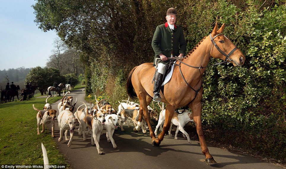 Sunshine and daffodils: The sun shone on the East Cornwall Hunt yesterday as horses and hounds met at Pentille Castle, St Mellion, for the first time in more than 100 years