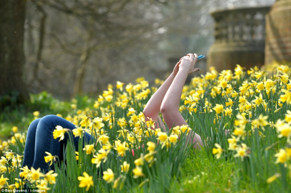 Student Valerie Spell made the most of the weather as she lay down in a bed of daffodils in Egham, Surrey, today - the sun is forecast to shine all weekend