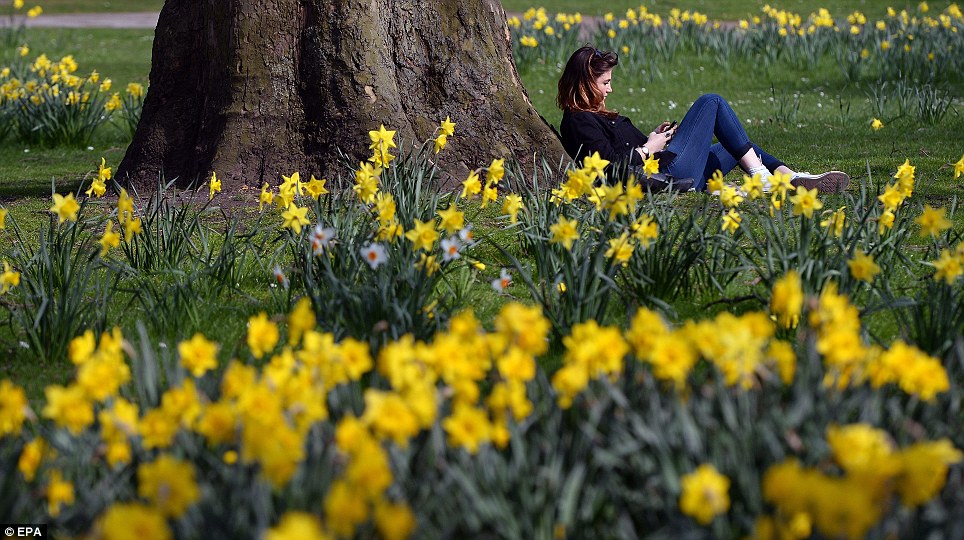 In London's St James's Park, a young woman relaxes amongst the daffodils as she enjoys the sunshine - particularly welcome after one of the wettest winters on record