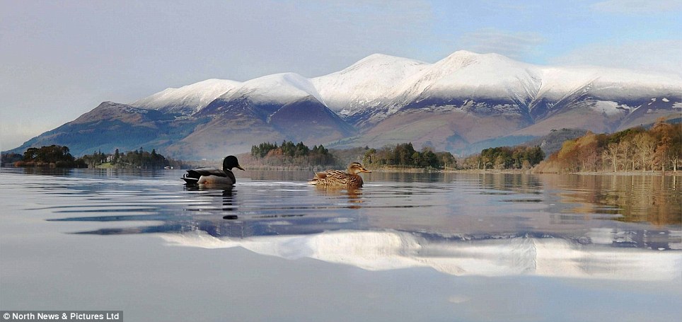 Ruffling feathers: These duck brave the icy weather to take a dip in Derwentwater, near Keswick in the Lake District in a beautiful winter scene