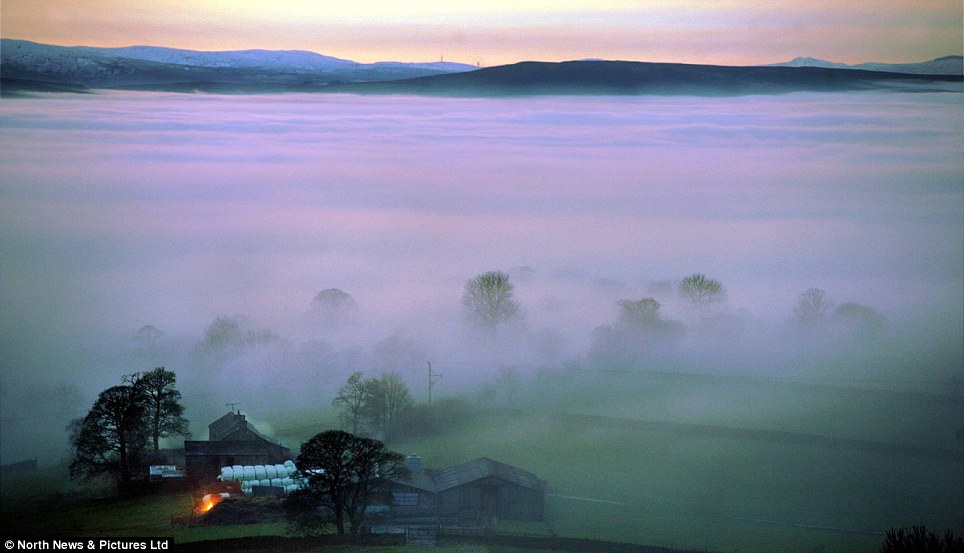 Misty mountains: Low-lying trees and farm buildings in Cumbria's Eden Valley are blanketed by an early evening fog, creating a breathtaking spectacle